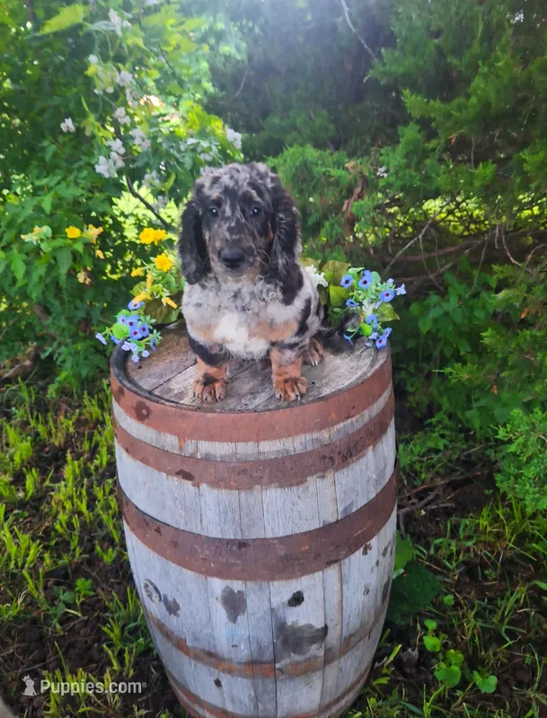 Bluey. – Goldendoodle puppy for sale in Centerville, IA