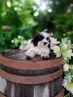 Cecilia, a male Miniature Goldendoodle for sale in Centerville, IA – 2 of 9