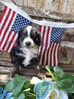 Cooper, a male Bernedoodle for sale in Centerville, IA – 3 of 8