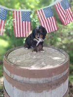 Cody, a male Bernedoodle for sale in Centerville, IA – 7 of 7