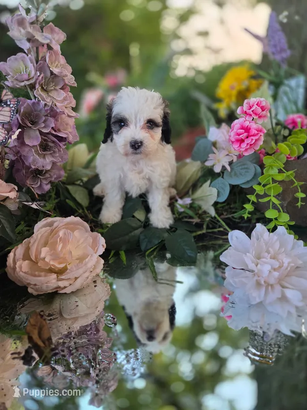Dolly. – Bernedoodle puppy for sale in Centerville, IA