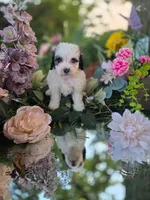 Dolly., a female Bernedoodle for sale in Centerville, IA – 2 of 10