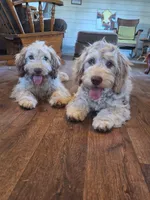 Abby, , a female Miniature Goldendoodle for sale in Centerville, IA – 7 of 7