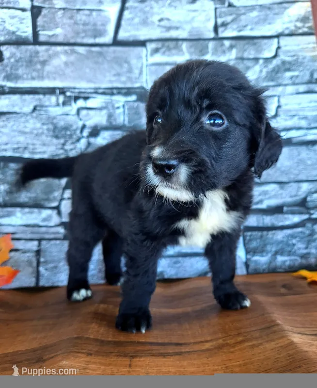 Sally – Golden Mountain Dog puppy for sale in Centerville, IA