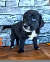 Sally, a female Golden Mountain Dog for sale in Centerville, IA – 1 of 3