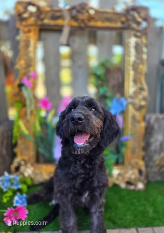 Jasmine – Goldendoodle puppy for sale in Centerville, IA