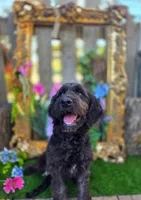 Jasmine, a female Goldendoodle for sale in Centerville, IA – Photo 2 of 9