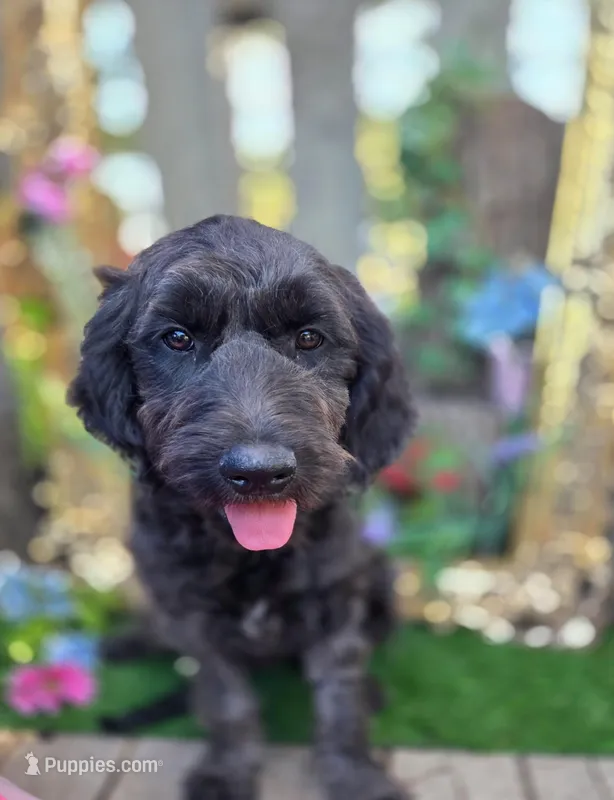 Jasmine – Goldendoodle puppy for sale in Centerville, IA