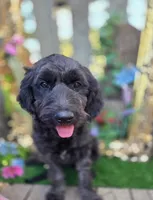 Jasmine, a female Goldendoodle for sale in Centerville, IA – Photo 1 of 9