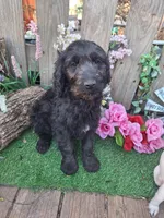 Jasmine, a female Goldendoodle for sale in Centerville, IA – Photo 3 of 3