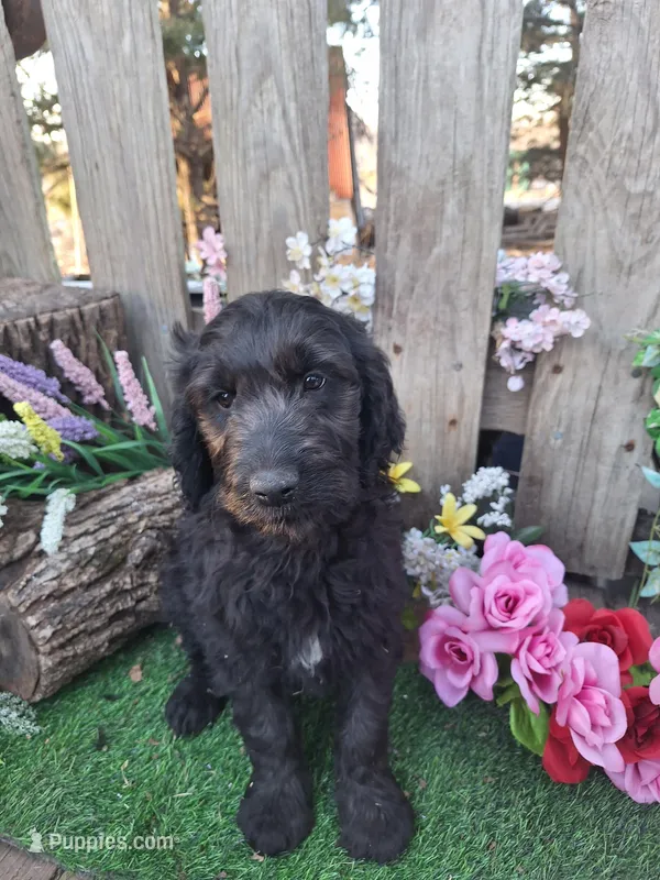 Jasmine – Goldendoodle puppy for sale in Centerville, IA