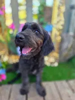 Jasmine, a female Goldendoodle for sale in Centerville, IA – Photo 4 of 9
