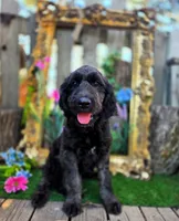 Jasmine, a female Goldendoodle for sale in Centerville, IA – Photo 6 of 9