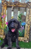 Jasmine, a female Goldendoodle for sale in Centerville, IA – Photo 5 of 9