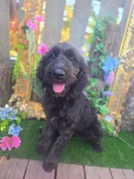 Jasmine, a female Goldendoodle for sale in Centerville, IA – Photo 7 of 9