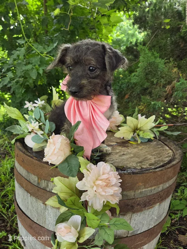Lucy – Jack Russell Terrier, Poodle - Toy  puppy for sale in Centerville, IA