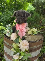 Lucy, a female Jack Russell Terrier and Poodle - Toy  for sale in Centerville, IA – 1 of 5