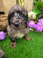 Bluey, a male Goldendoodle for sale in Centerville, IA – Photo 1 of 6