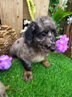 Bluey, a male Goldendoodle for sale in Centerville, IA – Photo 4 of 6