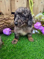 Bluey, a male Goldendoodle for sale in Centerville, IA – Photo 2 of 6