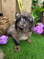Bluey, a male Goldendoodle for sale in Centerville, IA – Photo 5 of 6