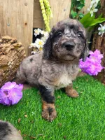 Bluey, a male Goldendoodle for sale in Centerville, IA – Photo 3 of 6