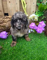 Bluey, a male Goldendoodle for sale in Centerville, IA – Photo 6 of 6