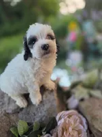 Dolly., a female Bernedoodle for sale in Centerville, IA – 8 of 10