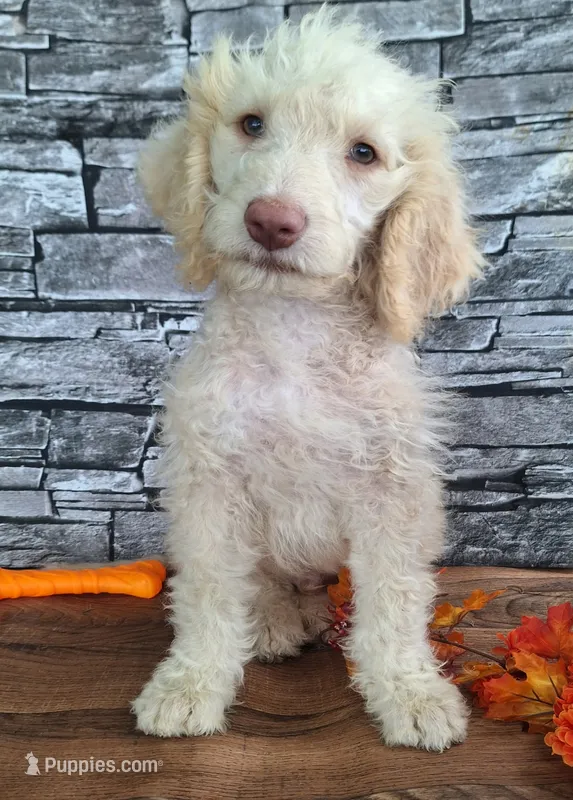 Charlie – Goldendoodle puppy for sale in Centerville, IA