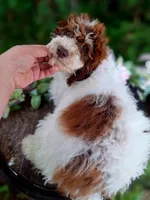 Tammy., a female Miniature Goldendoodle for sale in Centerville, IA – 6 of 8