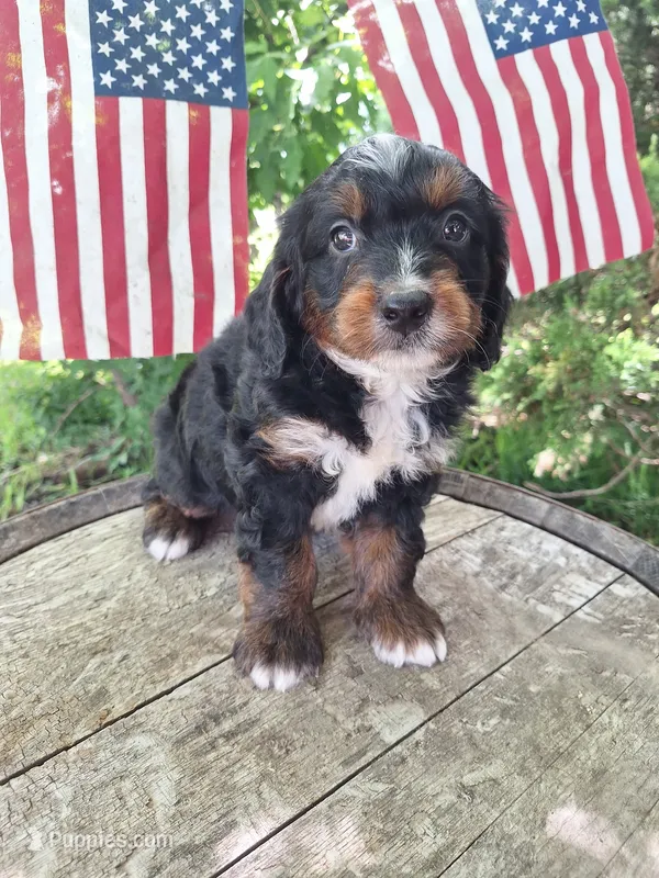Cody – Bernedoodle puppy for sale in Centerville, IA