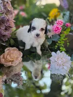 Dolly., a female Bernedoodle for sale in Centerville, IA – 3 of 10