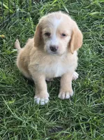 Filmore., a male Basset Hound and Poodle - Standard  for sale in Centerville, IA – 1 of 3