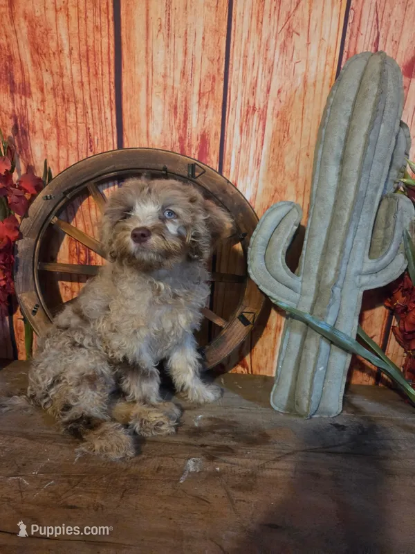Chevy. – Goldendoodle puppy for sale in Centerville, IA