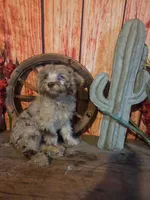 Chevy., a male Goldendoodle for sale in Centerville, IA – 1 of 2