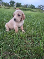 Mak, a male Basset Hound and Poodle - Standard  for sale in Centerville, IA – 3 of 4