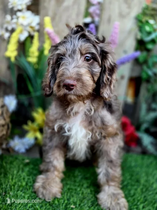 Oliver – Goldendoodle puppy for sale in Centerville, IA