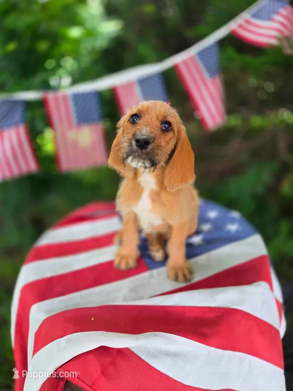 Mater – Basset Hound puppy for sale in Centerville, IA