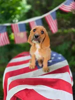 Mater, a male Basset Hound for sale in Centerville, IA – 1 of 4
