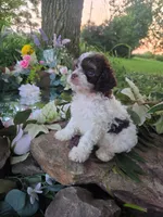 Charles, a male Cavapoo for sale in Centerville, IA – 7 of 9