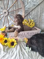 Bailey, a female Goldendoodle for sale in Centerville, IA – 3 of 4