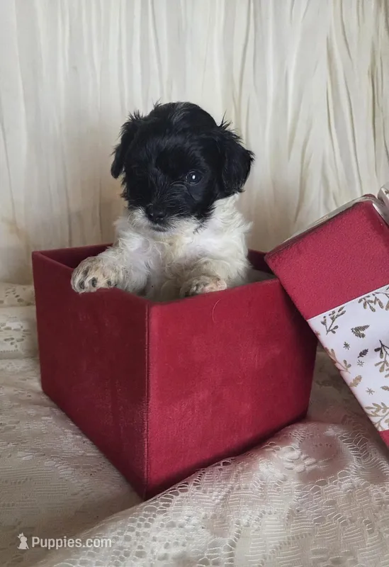 Skippy the Cisco kid – Miniature Goldendoodle puppy for sale in Centerville, IA