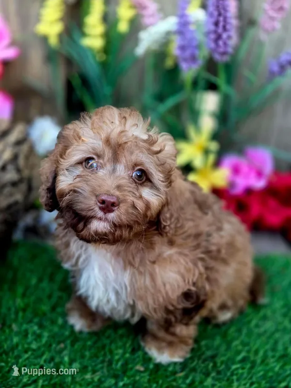 Eddie – Goldendoodle puppy for sale in Centerville, IA
