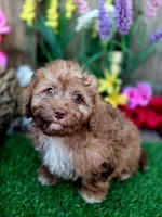 Eddie, a male Goldendoodle for sale in Centerville, IA – Photo 1 of 2