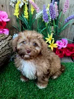 Eddie, a male Goldendoodle for sale in Centerville, IA – Photo 2 of 2