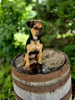 Foxy, a female Jack Russell Terrier and Rat Terrier for sale in Centerville, IA – 2 of 5