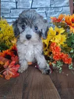 Shelley, , a female Goldendoodle for sale in Centerville, IA – 3 of 8