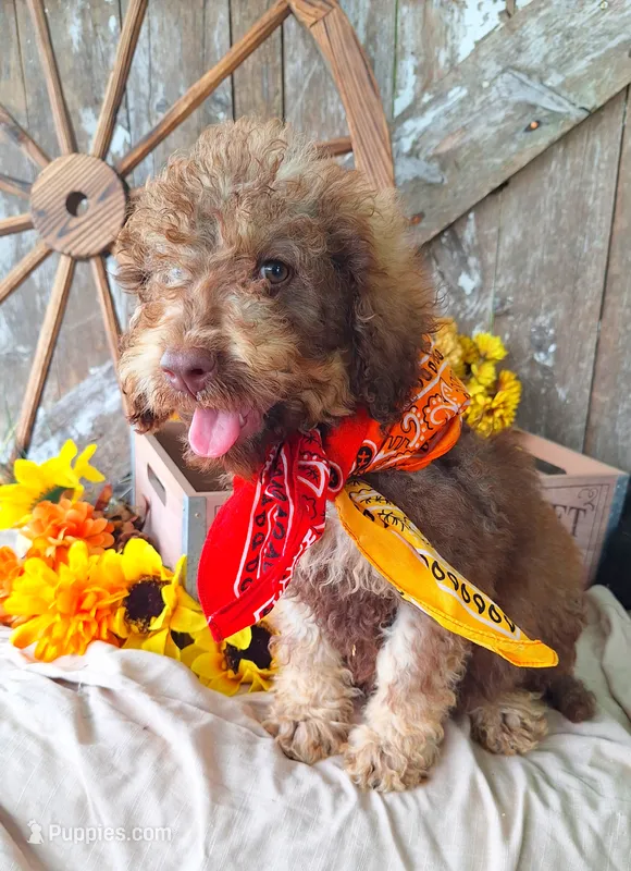 Pablo Jr – Goldendoodle puppy for sale in Centerville, IA