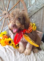Pablo Jr, a male Goldendoodle for sale in Centerville, IA – 1 of 5