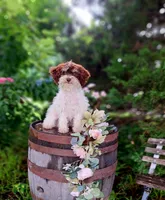 Sherri., a female Miniature Goldendoodle for sale in Centerville, IA – 2 of 8